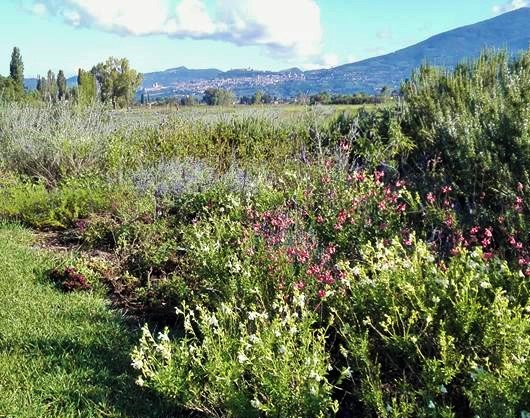 Giardino delle salvie